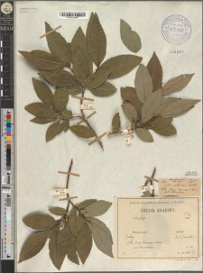 Salix silesiaca Willd. var. tatrensis Zapał.