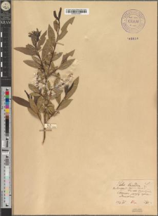 Salix triandra L. fo. brevipes Zapał.