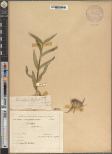 Dianthus barbatus L. var. brachypetalus Zapał.