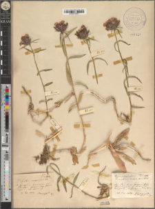 Dianthus compactus Kitaibel var. pocutomarmarosiensis Zapał.