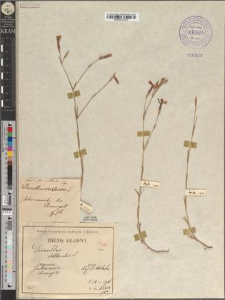 Dianthus deltoides L. fo. subtectus Zapał.