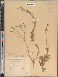 Dianthus deltoides L. fo. diversifolius Zapał.