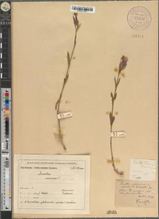 Dianthus lacinulatus Zapał.