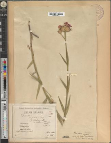 Dianthus Rehmani Błocki var. sublanceolatus Zapał.