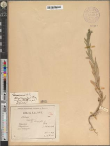 Lepidium campestre (L.) R. Br. fo. subintegrifolium Zapał.