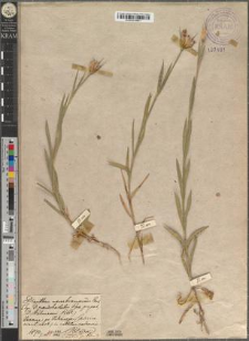 Dianthus Rehmani Błocki var. longibracteatus Zapał. fo. latior Zapał.