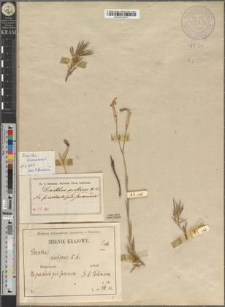 Dianthus serotinus Waldst. et Kitaib. var. viridifolius Zapał.