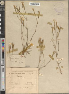 Dianthus serotinus Waldst. et Kitaib. var. viridifolius Zapał. fo. pluriflorus Zapał.