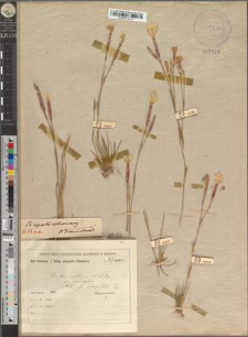 Dianthus serotinus Waldst. et Kitaib. var. viridifolius Zapał. fo. subaequifolius Zapał.