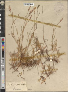 Dianthus serotinus Waldst. et Kitaib. var. stenophyllus Zapał.