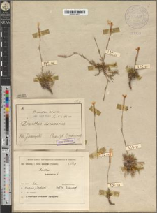Dianthus serotinus Waldst. et Kitaib. var. vistulensis Zapał.