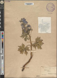 Delphinium alpinum Waldst. et Kit. fo. humile Zapał.