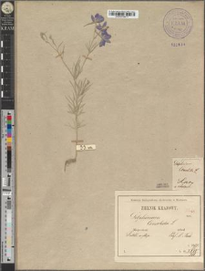 Delphinium consolida L. fo. pauciramosum Zapał.