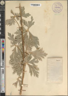 Aconitum cammarum Jacq. var. janoviense Zapał.