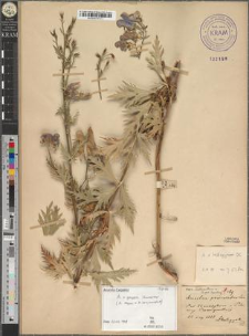 Aconitum paniculatum Lam. var. intermedium Zapał.