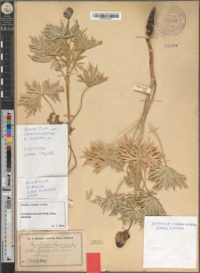 Aconitum napellus L. var. czarnohorense Zapał. fo. glabratum Z.