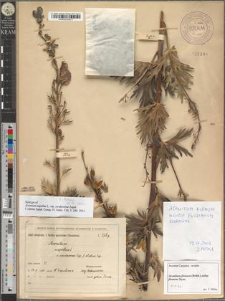 Aconitum napellus L. var. swidovense Zapał. fo. elatius Zap.