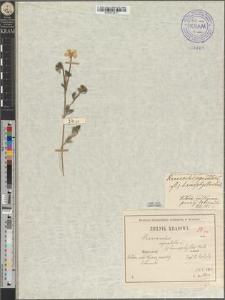Ranunculus circinnatus Sibth. var. grandiflorus Zapał.