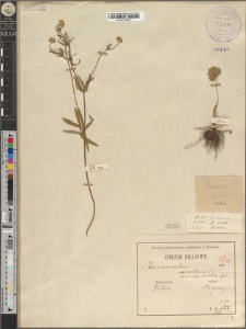 Ranunculus cassubicus L. var. variabilis Zapał.