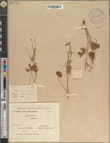 Ranunculus auricomus L. var. intermedius Zapał.