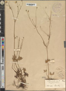 Ranunculus acer L. var. janoviensis Zapał.