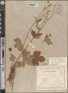 Ranunculus lanuginosus L. fo. stenopetalus Zapał.