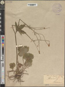 Ranunculus lanuginosus L. fo. reductus Zapał.