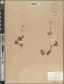 Ranunculus carpaticus Herb. var. rupicolus Zapał.