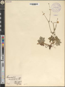 Ranunculus nemorosus DC. var. transitorius Zapał.