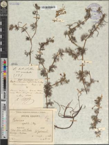 Ranunculus paucistamineus Tausch. var. terrigenus Zapał.