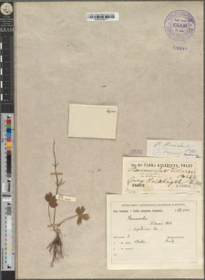 Ranunculus Villarsii DC. var. sarmaticus Zapał. fo. brodensis Zapał.