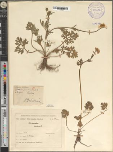Ranunculus bulbosus L. var. pinniformis Zapał.