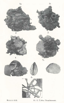 Schroniska budowane przez małża Lima inflata Lam. [&Uuml;ber die Schutzgeh&auml;use (Nester) von Lima inflata Lam.]