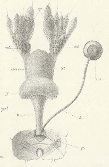 Rozw&oacute;j przewod&oacute;w organ&oacute;w płciowych u owad&oacute;w