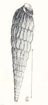 Clausiliidae połudn.-amerykańskie w zbiorach Pol. Państw. Muzeum Przyrodniczego = Les Clausiliid&eacute;s de l&rsquo;Amerique du Sud dans la collection malacologique du Mus&eacute;e Polonais d&rsquo;Histoire Naturelle