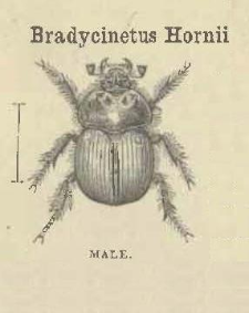 A new species of Californian Coleoptera