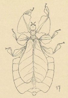 Der Fallschirmflug einiger Insekten = Spadochronowy lot niekt&oacute;rych owad&oacute;w