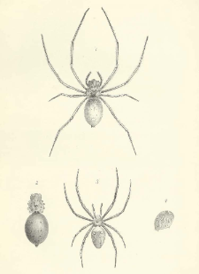 On some Spiders from New Caledonia, Madagascar, and Réunion