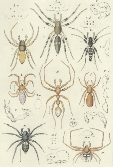 Les Araneides de la Guyane fran&ccedil;aise [p.2]