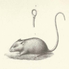 Przyczynek do fauny teryologicznej kraju : Sminthus