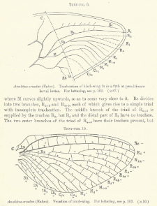 The Wing-Venation of the Order Plectoptera or Mayflies