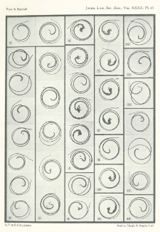 Results of crossing two Hemipterous species, with reference to the inheritance of two exclusively male characters