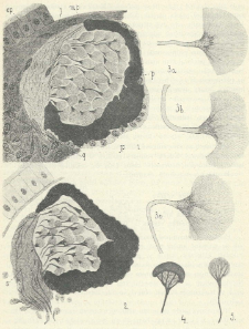 Anatomie oći naśich Triclad: (Planaria gonocephala a vitta.)