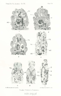 On some peculiarities of the abdominal structure in certain male Trichoptera