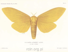 Beitr&auml;ge zur kenntniss der insektenfauna von Kamerun. No. 11, Lepidoptera Heterocera