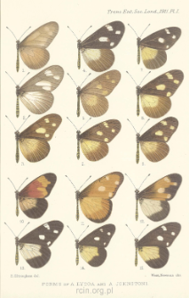 On the forms and geographical distribution of Acraea lycoa, Godt., and Acraea johnstoni, Godm.