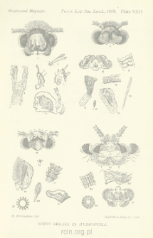 On the Histology of the Scentorgans in the Genus Hvdroptila, Dal.