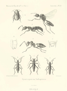 Orthopt&egrave;res : blattides, mantides et phasmides