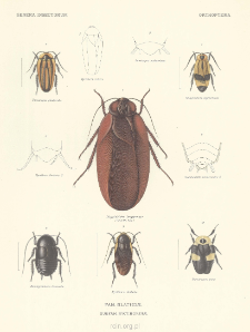 Orthoptera Fam. Blattidæ Subfam. Nyctiborinæ