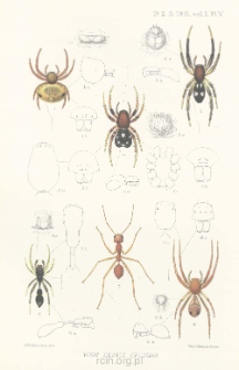 On some new and interesting Exotic Spiders collected by Messrs. G. A. K. Marshall and R. Shelford